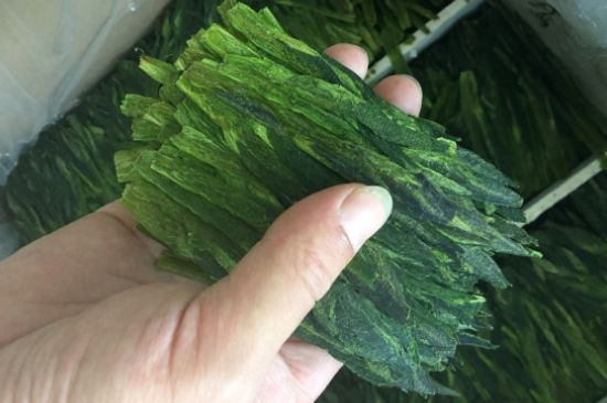 什么綠茶味道濃香，那個(gè)綠茶比較濃香？