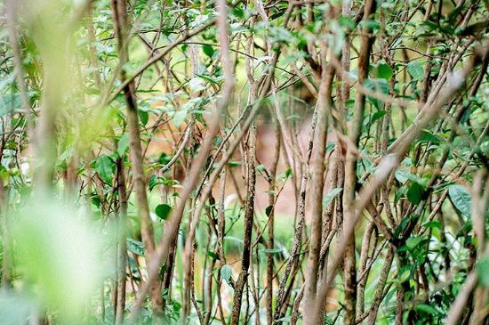 荒野銀針有什么特點，荒野銀針的味道口感咋樣？