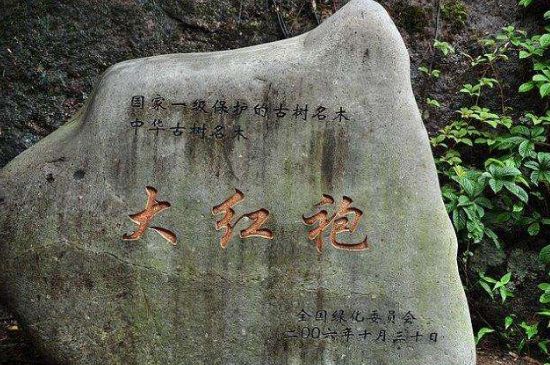 母樹大紅袍給誰喝了，為什么母樹大紅袍叫三棵六株？