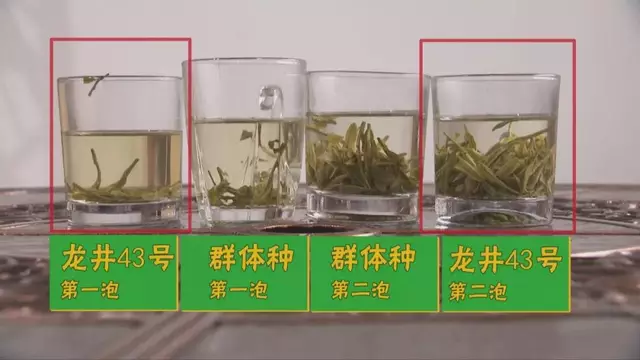 烏牛早和龍井的區(qū)別圖片，龍井43號和烏牛早茶的對比