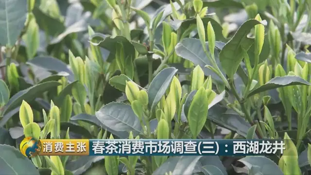 龍井群體種和43號的區(qū)別圖片，龍井43和群體種哪個(gè)好喝？