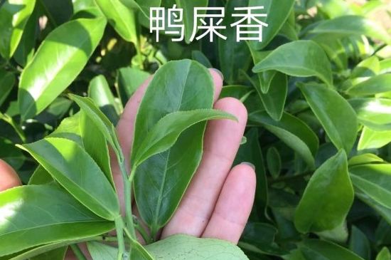 鴨屎香和大烏葉是同一種茶葉嗎，單叢大烏葉和鴨屎香有什么區(qū)別？