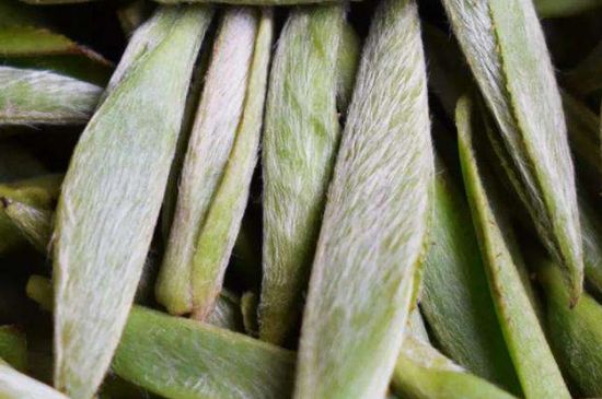 荒野銀針有什么特點，荒野銀針的味道口感咋樣？