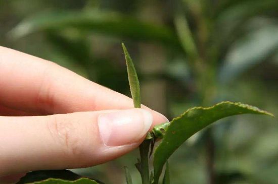 哪種金駿眉好，什么樣的金駿眉比較好