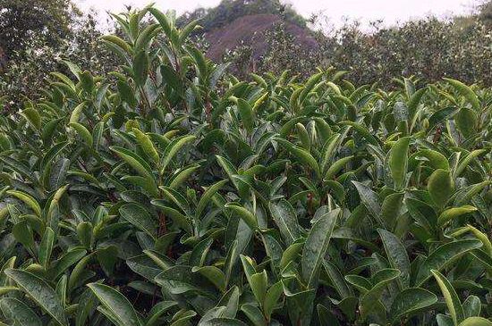 馬頭巖肉桂是大紅袍嗎，大紅袍肉桂屬于什么茶？