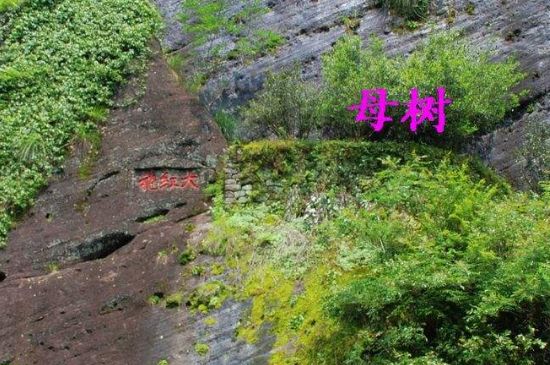 大紅袍拼配什么意思，大紅袍用什么茶拼配的