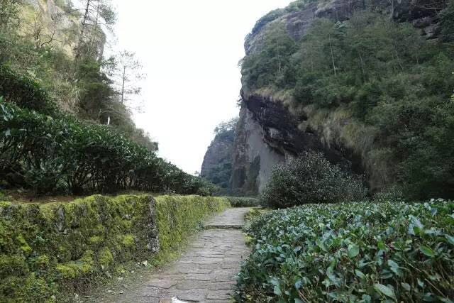 武夷山為什么盛產(chǎn)茶葉，武夷山茶為什么好喝？