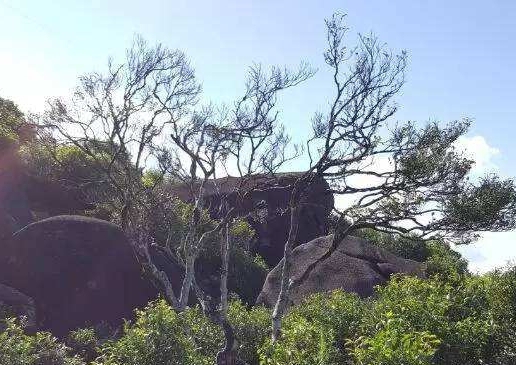 宋種一號價值為什么高，鳳凰單樅宋種1號價格與產(chǎn)量多少？