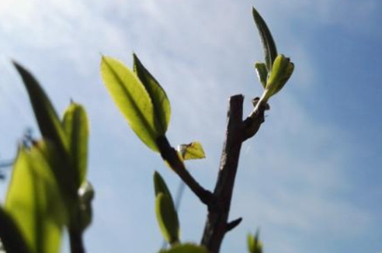 潮安鳳凰單叢十大名樅是什么，烏崠十大古樹名香品種介紹