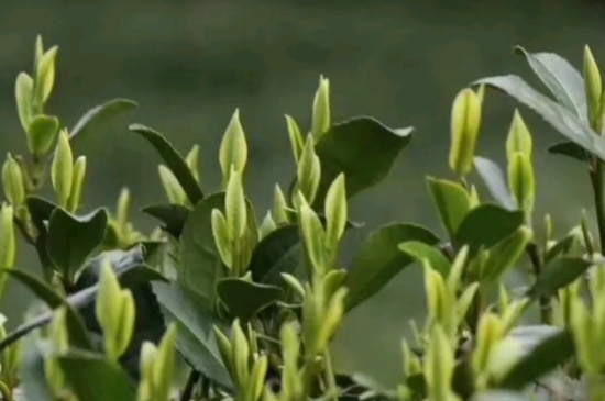 什么是雪前龍井茶，明前、雨前、雨后龍井有什么區(qū)別？