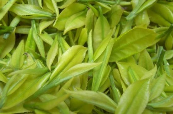 茶中奇葩黃金芽，安吉白茶中黃金芽的特點(diǎn)