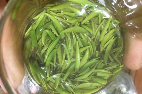 雀舌有一股青草味，雀舌為什么有青草味？