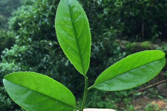 鋸朵仔跟鴨屎香哪個貴，鋸朵子和鴨屎香哪個好喝？