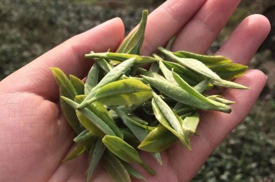 福建什么茶葉最出名，福建名茶有哪些？