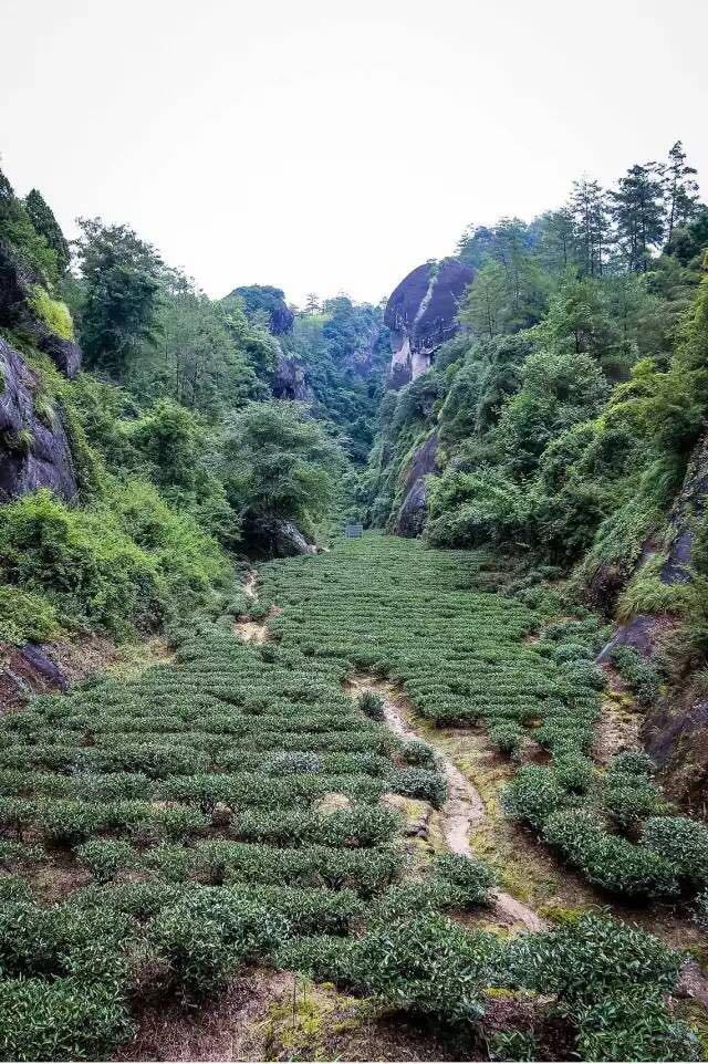 武夷山為什么盛產(chǎn)茶葉，武夷山茶為什么好喝？