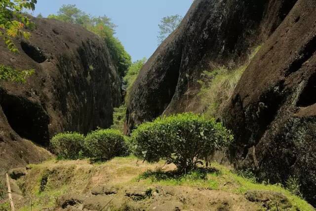 武夷山為什么盛產(chǎn)茶葉，武夷山茶為什么好喝？