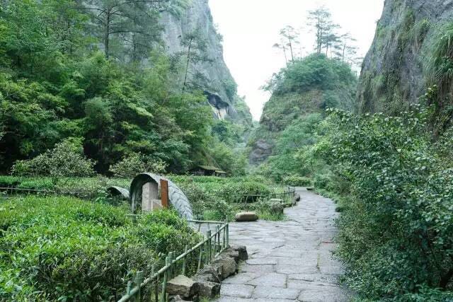 武夷山為什么盛產(chǎn)茶葉，武夷山茶為什么好喝？