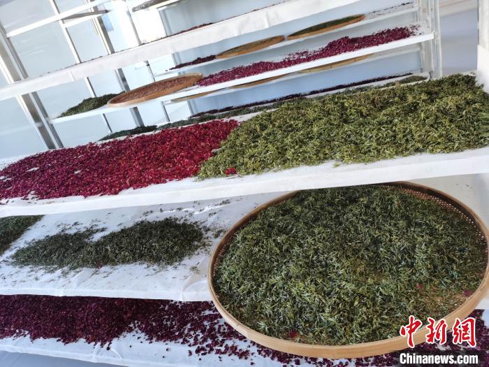 圖為王玲玲收購的各種山茶?！⊥貘Q遠(yuǎn) 攝