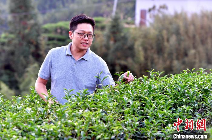 “臺二代”張元豪福建深山種茶十年：“來了，就對了”